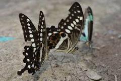9-Day Cameroon Butterfly Expedition
