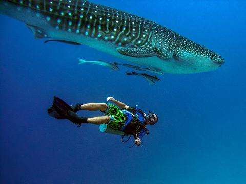 A scuba diver floats in the ocean beneath a whale shark accompanied by smaller fish, all bathed in the blue light of the sea.