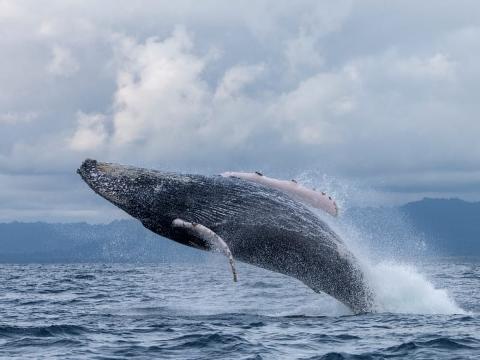 Whale Watching in Nuquí Private Eco Adventure (6 Days / 5 Nights) A humpback whale breaches from the ocean's surface, sending spray into the air, with cloudy skies overhead and distant hills in the background.