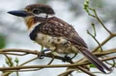 A brown-and-white bird with a black beak and distinct markings perches on a winding branch, looking alertly towards the left.