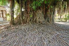 A massive banyan tree dominates the scene, its aerial roots cascading down and spreading across the ground like a tangled web, creating a unique and impressive natural spectacle.
