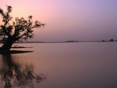 A silhouette of a tree stands at the edge of a serene lake beneath a pink and purple sky during dusk or dawn.