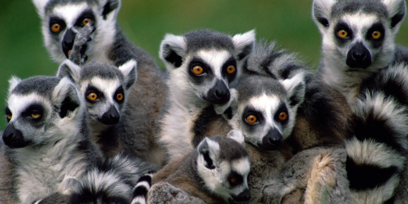 ANNUAL GROUP DISCOUNT TRIP: Great Madagascar Rainforests Road Tour (10 days - June 15-25, 2015)