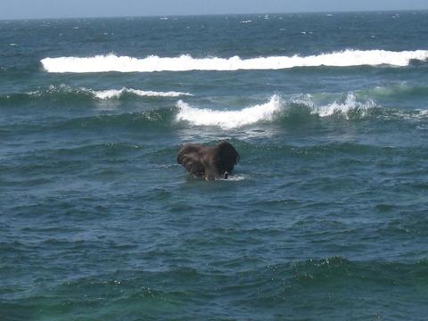 An elephant swims in the ocean, with waves breaking in the background, suggesting a unique wildlife encounter during the tour.
