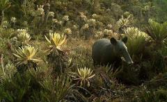 A tapir stands amidst a field of frailejones plants, blending into the natural habitat.