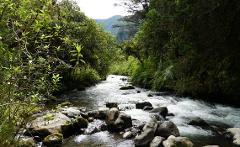 A picturesque river flows through a lush green forest, with rocks scattered in the water and mountains visible in the distance.