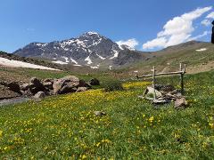 A vibrant meadow filled with yellow flowers sits before a majestic mountain with snow patches under a bright blue sky.