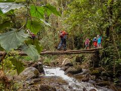 Tolima Volcano Summit - Los Nevados National Park A group of hikers crosses a stream on a fallen log in a lush, green forest.