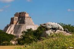 Here's a concise description of the image:An iguana rests on a rock in the foreground, with the Pyramid of the Magician at Uxmal in the background, under a blue sky.