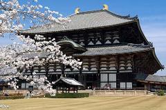 A majestic traditional Japanese temple with layered roofs and golden ornaments, partially obscured by blooming cherry blossoms in the foreground.