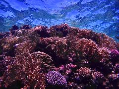 A vibrant coral reef teeming with life is bathed in blue light filtering through the water's surface, showcasing a diverse array of coral formations.