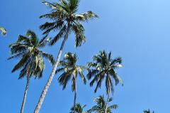Tayrona Park Day Tour A low-angle shot showcases several palm trees against a clear, bright blue sky.