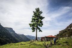 A True Andean Experience - Los Nevados National Park A solitary tree stands tall on a grassy hillside next to a rustic cabin, with mountains looming in the background under a partly cloudy sky.