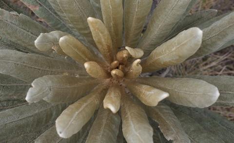 Paramo Trek Day Tour from Medellin A close-up shot of a plant with fleshy, fuzzy leaves radiating from the center, with a small insect visible near the plant's core.