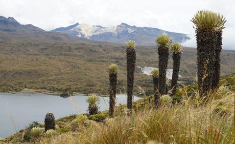 A scenic view of a high-altitude landscape with tall, unique Frailejones plants in the foreground, a tranquil lake, and mountains in the background under a cloudy sky.