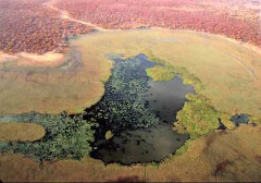 Here's a description of the image:An aerial view of a marshy wetland with a dark pond in the center, surrounded by grasses and a reddish-brown forest in the distance.