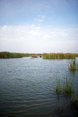 A small, red boat with a person in it is seen in the distance, floating on calm water surrounded by tall green reeds under a partly cloudy sky.