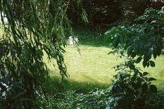 A pond with green algae, partly obscured by branches and leaves.