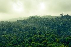 The All Mighty Amazon River - 4 Days A lush, green, dense forest covers rolling hills under an overcast sky, creating a serene and misty landscape.