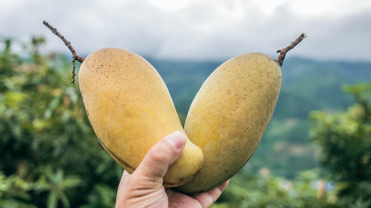 Mangoes and Chocolates: Paso del Mango Guided Day Tour