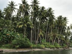 A lush grove of tall palm trees lines a dark sandy beach under a cloudy sky, bordering a body of water.
