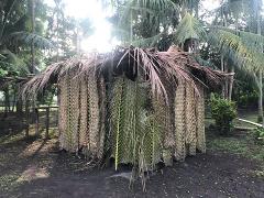 A small hut constructed of woven palm leaves stands in a tropical environment with tall palm trees.