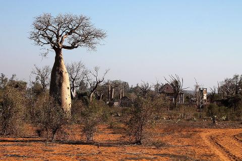 A striking baobab tree dominates a dry, arid landscape with a hint of distant buildings under a clear, light blue sky.