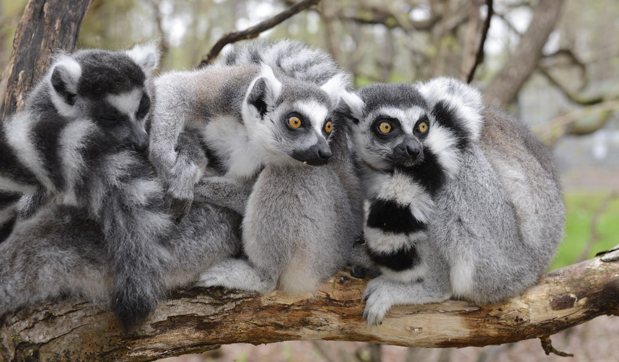 Land Of Lemurs: Half Day Trip With Lots Of lemurs! 