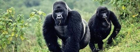 Congo Gorillas And Ultimate Jungle Safari