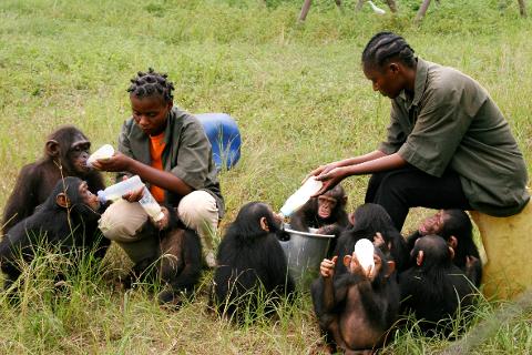 Two people feed baby chimpanzees from bottles in a grassy area.