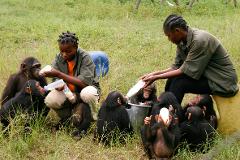 Two people feed baby chimpanzees from bottles in a grassy area.