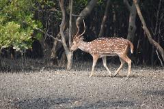 A spotted deer with antlers walks through a forest clearing with trees and shrubs in the background.