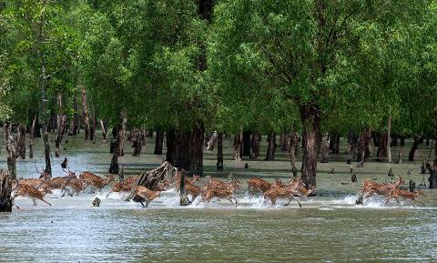 A herd of spotted deer runs through a flooded forest, water splashing around their hooves, with lush green trees filling the background.