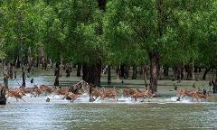 A herd of spotted deer runs through a flooded forest, water splashing around their hooves, with lush green trees filling the background.