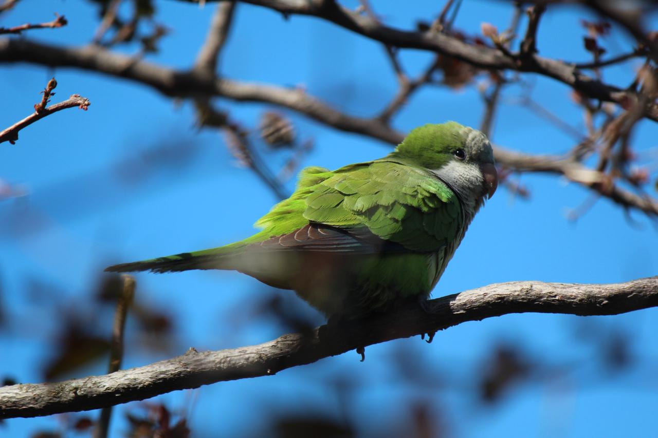 Cuchilla San Lorenzo Birdwatching Adventure from Santa Marta