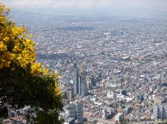 An aerial view of a city skyline is partially obscured by a flowering tree with yellow blooms in the foreground.