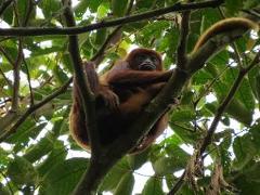 A brown monkey with a long tail sits comfortably nestled in the branches of a lush, green tree in a dense forest.