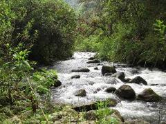 A river flowing through a lush green forest, with rocks and foliage lining its banks.