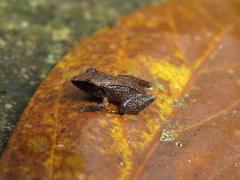A tiny brown frog sits on a large, partially decayed brown and yellow leaf.