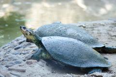 Tayrona Park Day Tour Two turtles are resting on a rocky and sandy bank near a body of water, with one turtle looking upwards.