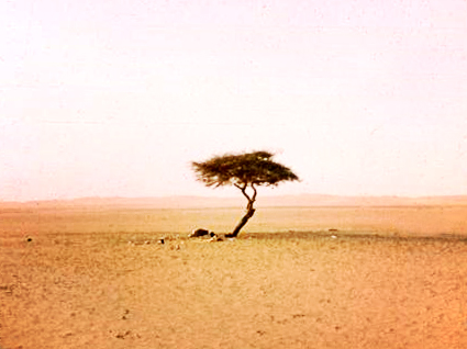 AÏr – Ténéré  by Arbre du Ténéré – 6 to 8 days