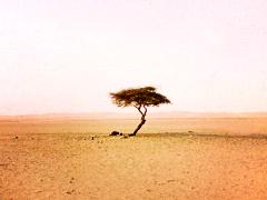 AÏr – Ténéré by Arbre du Ténéré – 7 to 8 Days A lone tree stands resiliently in the arid desert landscape of Aïr-Ténéré, with a horizon of hazy mountains in the background.
