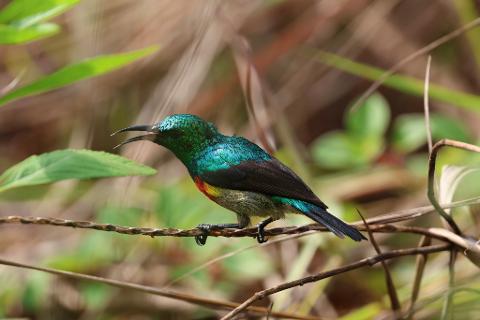 A bright green bird with a red and yellow chest perches on a thin branch surrounded by foliage.