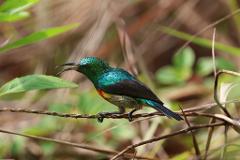 A bright green bird with a red and yellow chest perches on a thin branch surrounded by foliage.