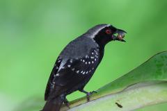 A black bird with red eyes holds a snail in its beak while perched on a large green leaf against a blurred green background.
