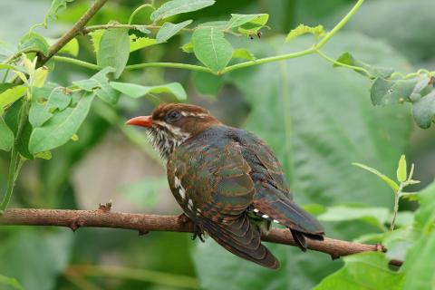 A small bird with iridescent green and brown feathers perches on a branch surrounded by lush green foliage.