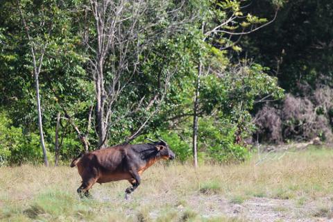 A brown water buffalo runs through a grassy field with trees in the background.