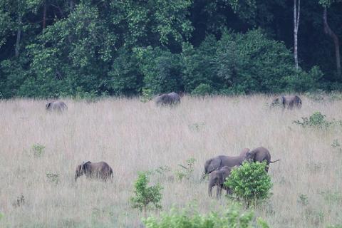 A herd of elephants grazes in a grassy field with a dense forest in the background.