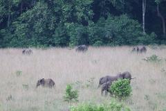 A herd of elephants grazes in a grassy field with a dense forest in the background.