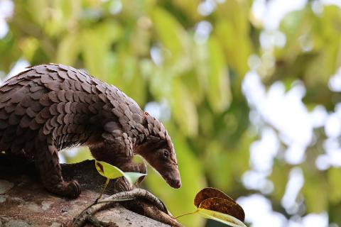 A pangolin covered in scales crouches on a branch, with blurred green foliage in the background.